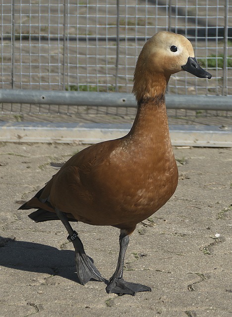 方对抗中